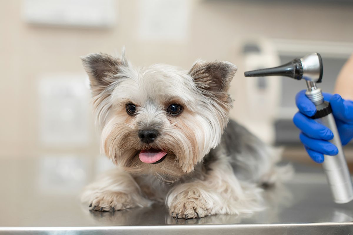 veterinarian exam a dog using otoscope