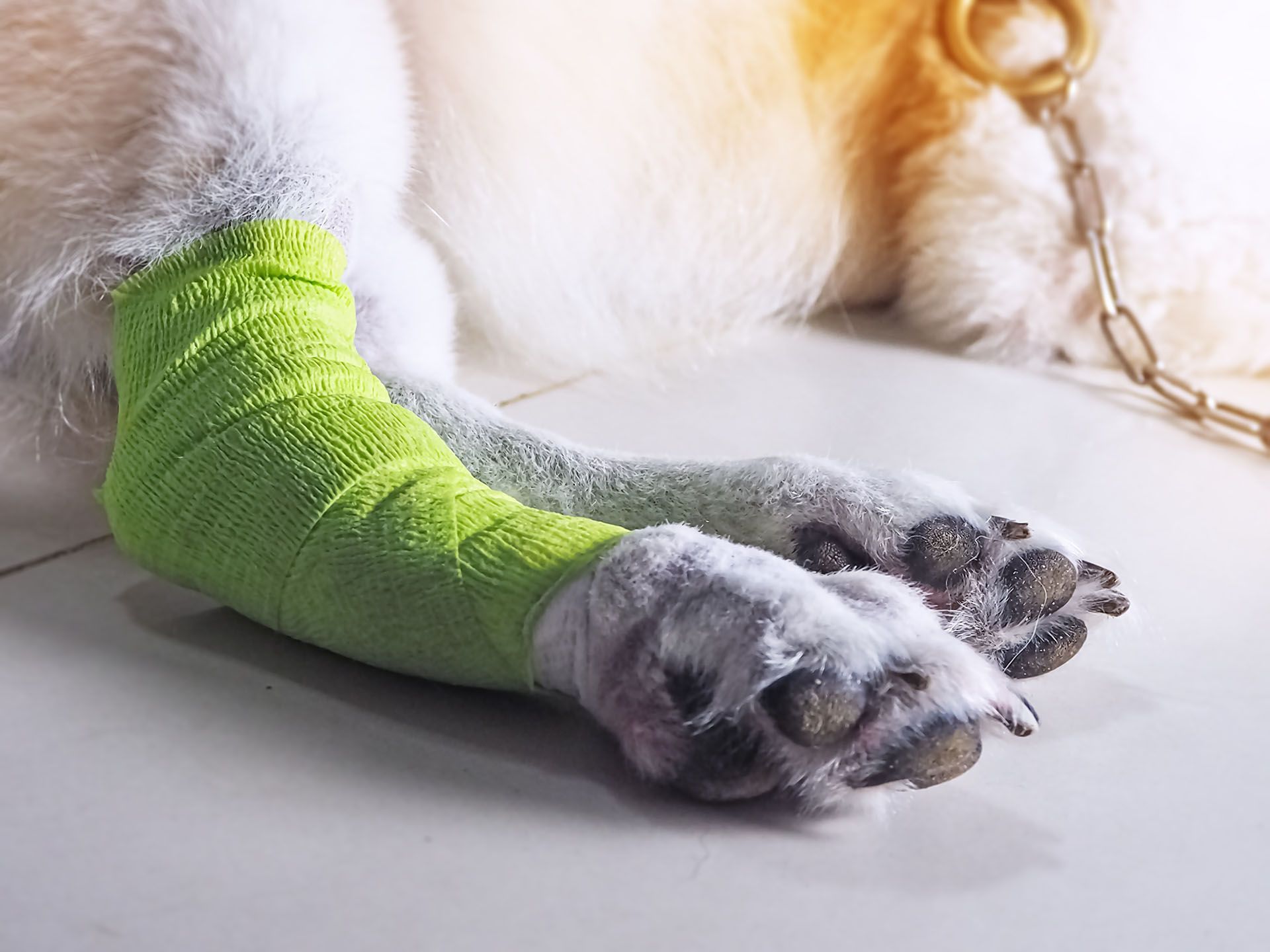 dog leg wrapped with bandage