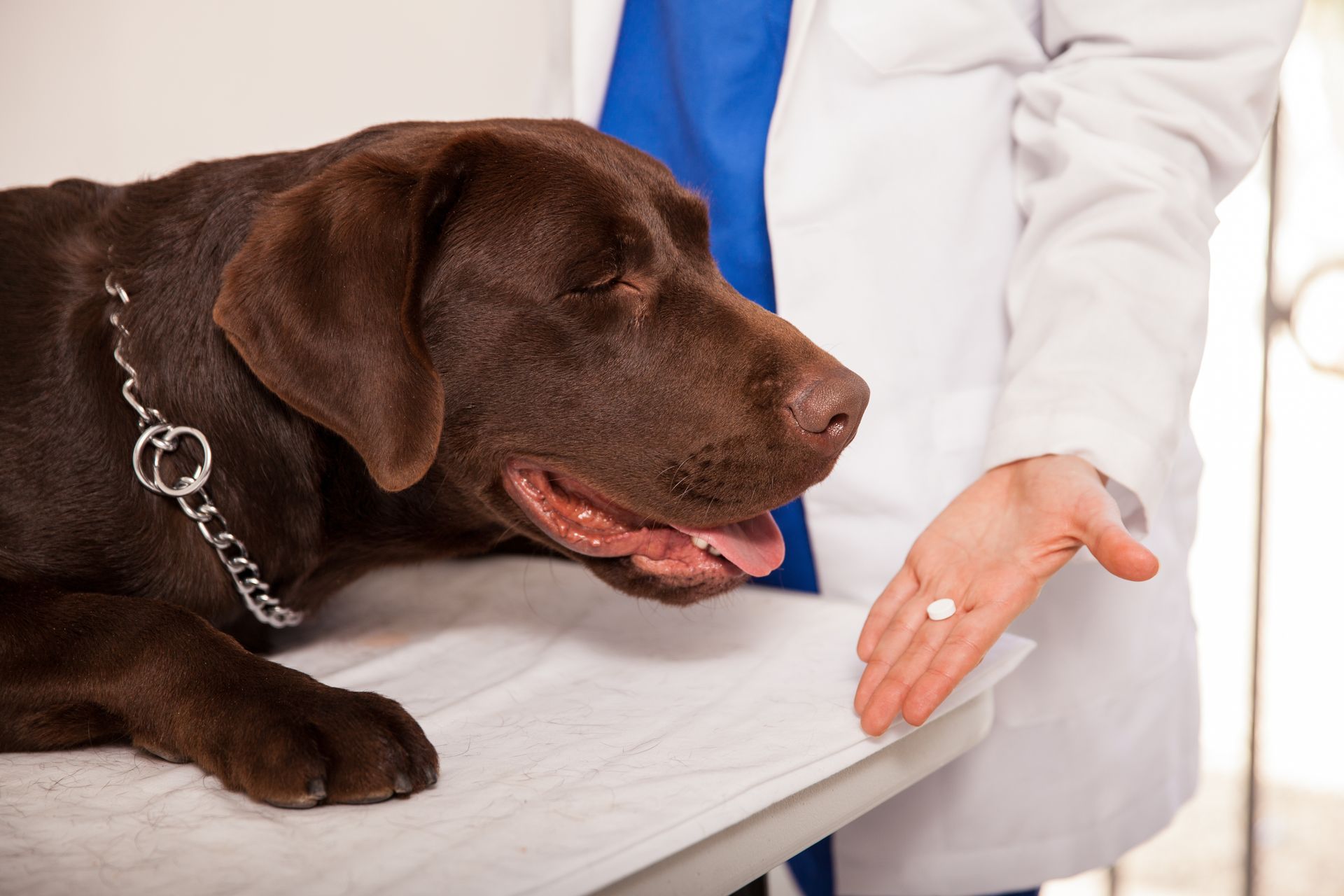 giving medicine to a dog