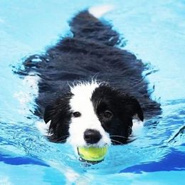 black and white border collie swimming at Hydrotherapy