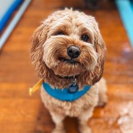 cavoodle winking and smiling at hydrotherapy pool swim