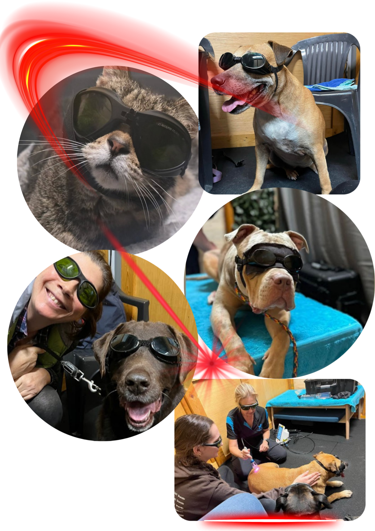 Laser therapy for canines at water walkies port kembla