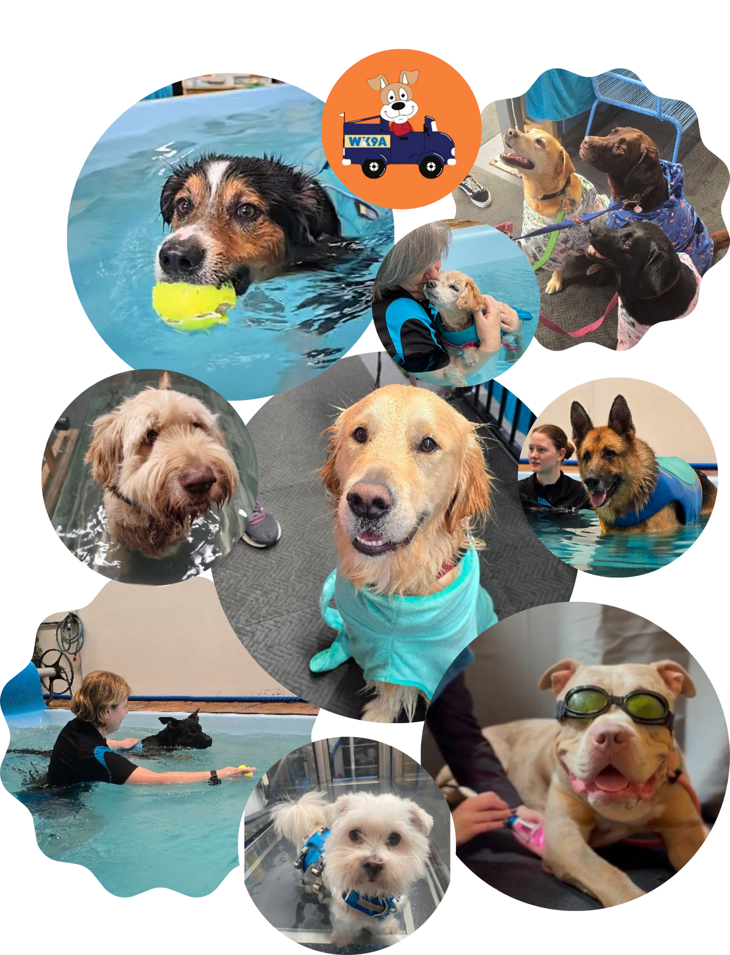 Water Walkies has partnered with Wollongong K9 Acadamy to offer a pick up and drop off service for clients.