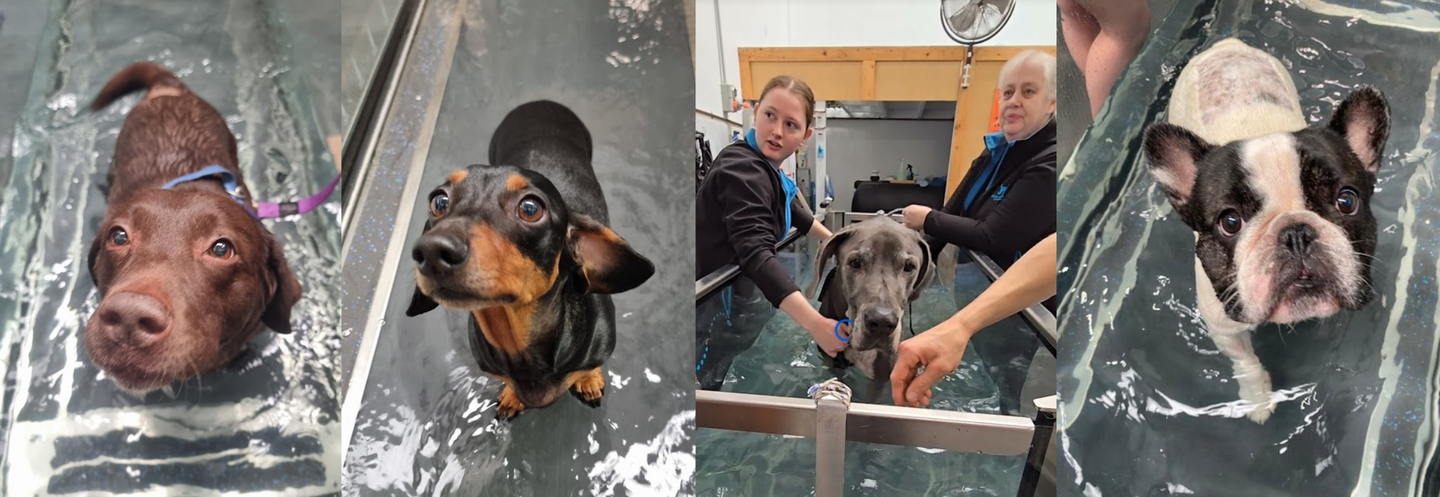 Water Walkies Underwater Treadmill therapy