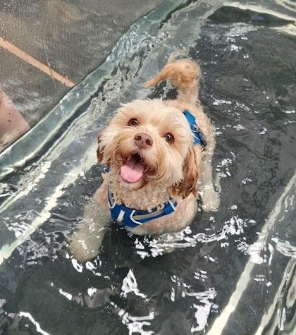 happy dog doing physio