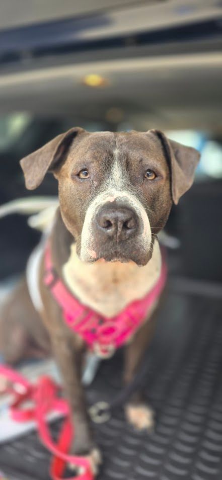 Old a loking dogwith arthritis