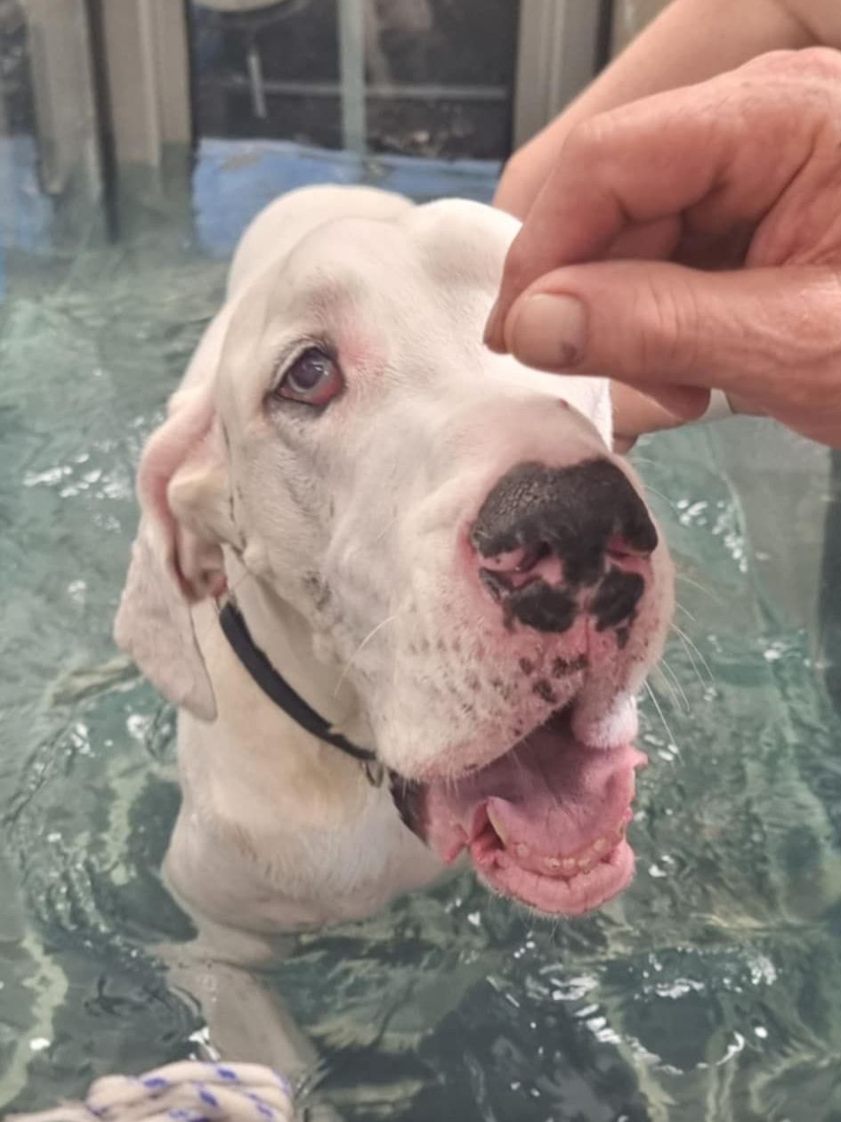 old happy dog doing hydrotherapy