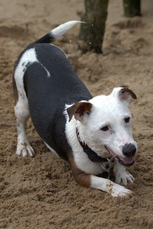 canine hydrotherapy weight loss