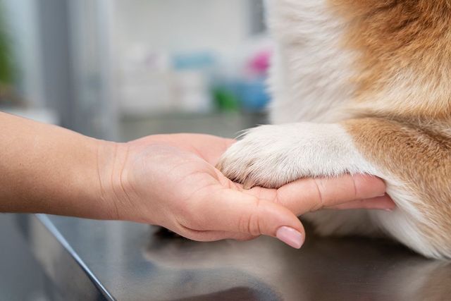 how to treat elbow dysplasia in dogs
