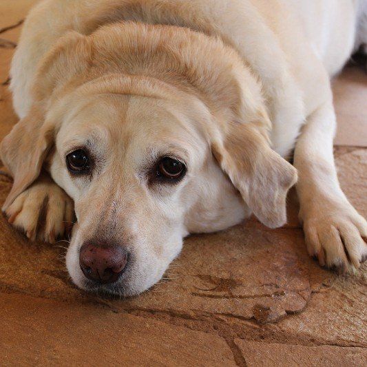 exercise for overweight dog