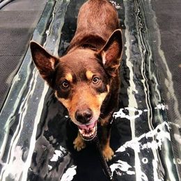 red kelpie in water treadmill