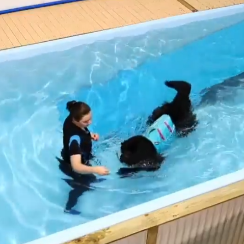 a canine hydrotherapy pool session