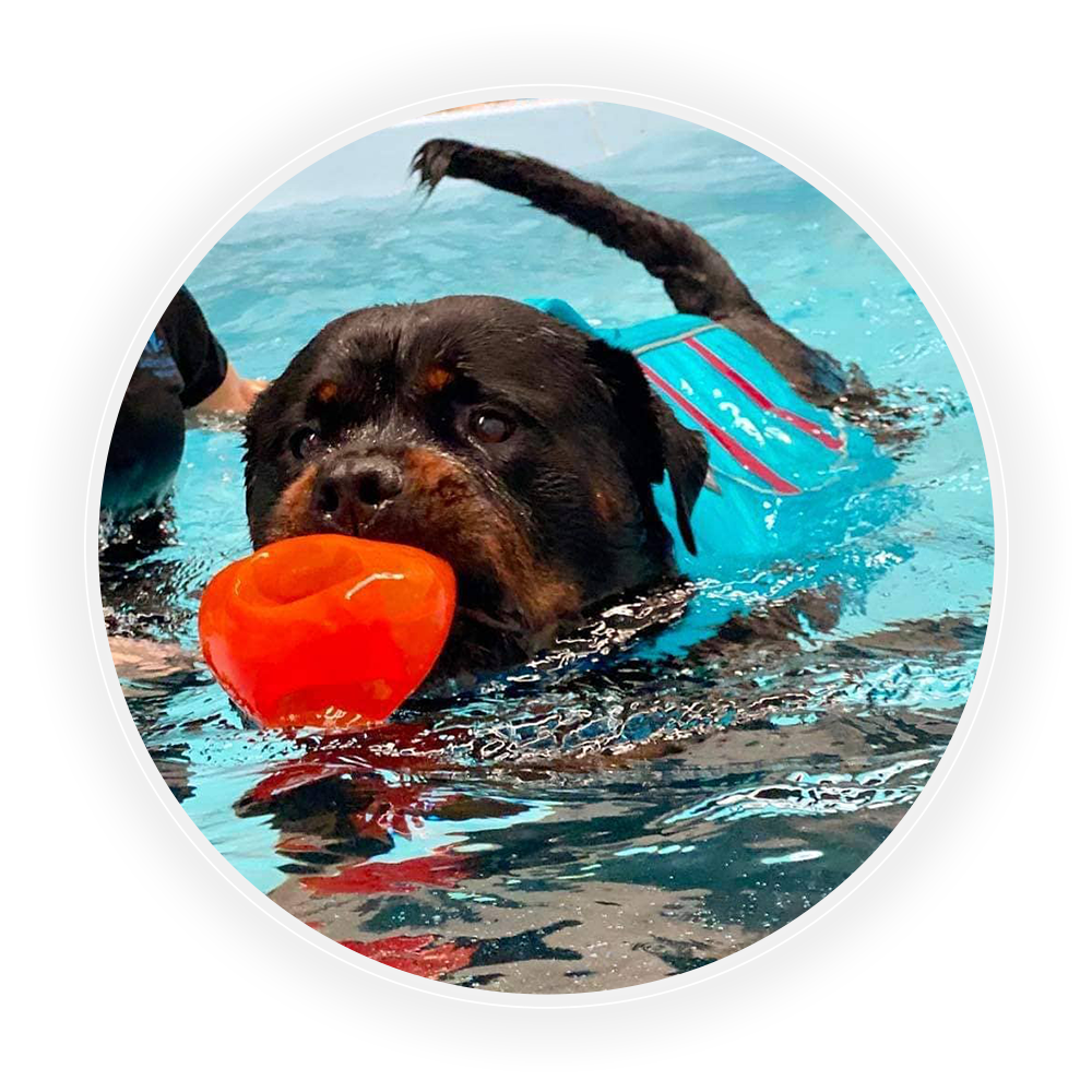 a dog using the hydrotherapy pool