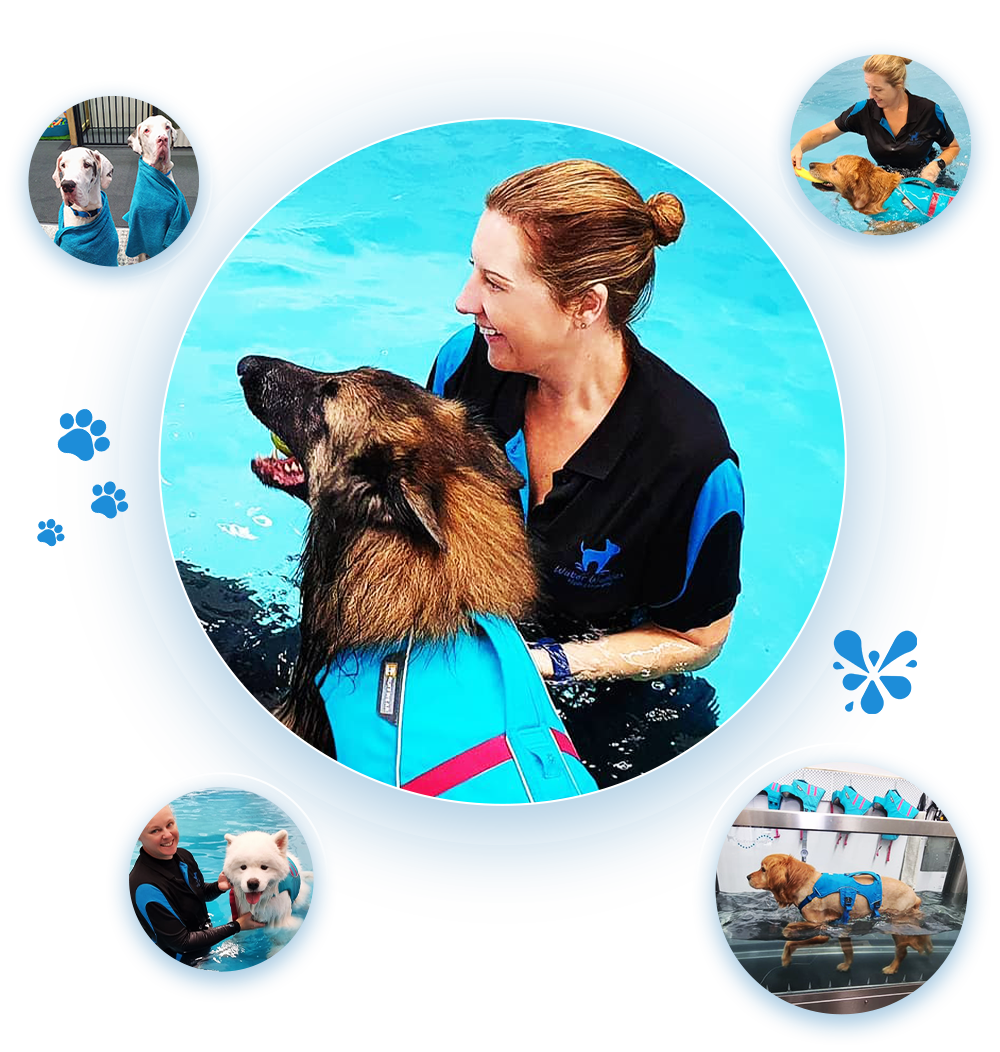 hydrotherapy for dogs preview
