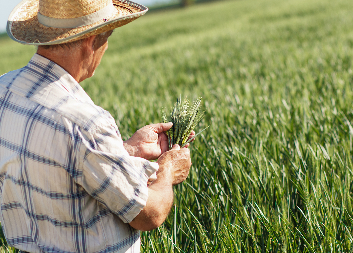 A man in a straw hat is standing in a field examining wheat.