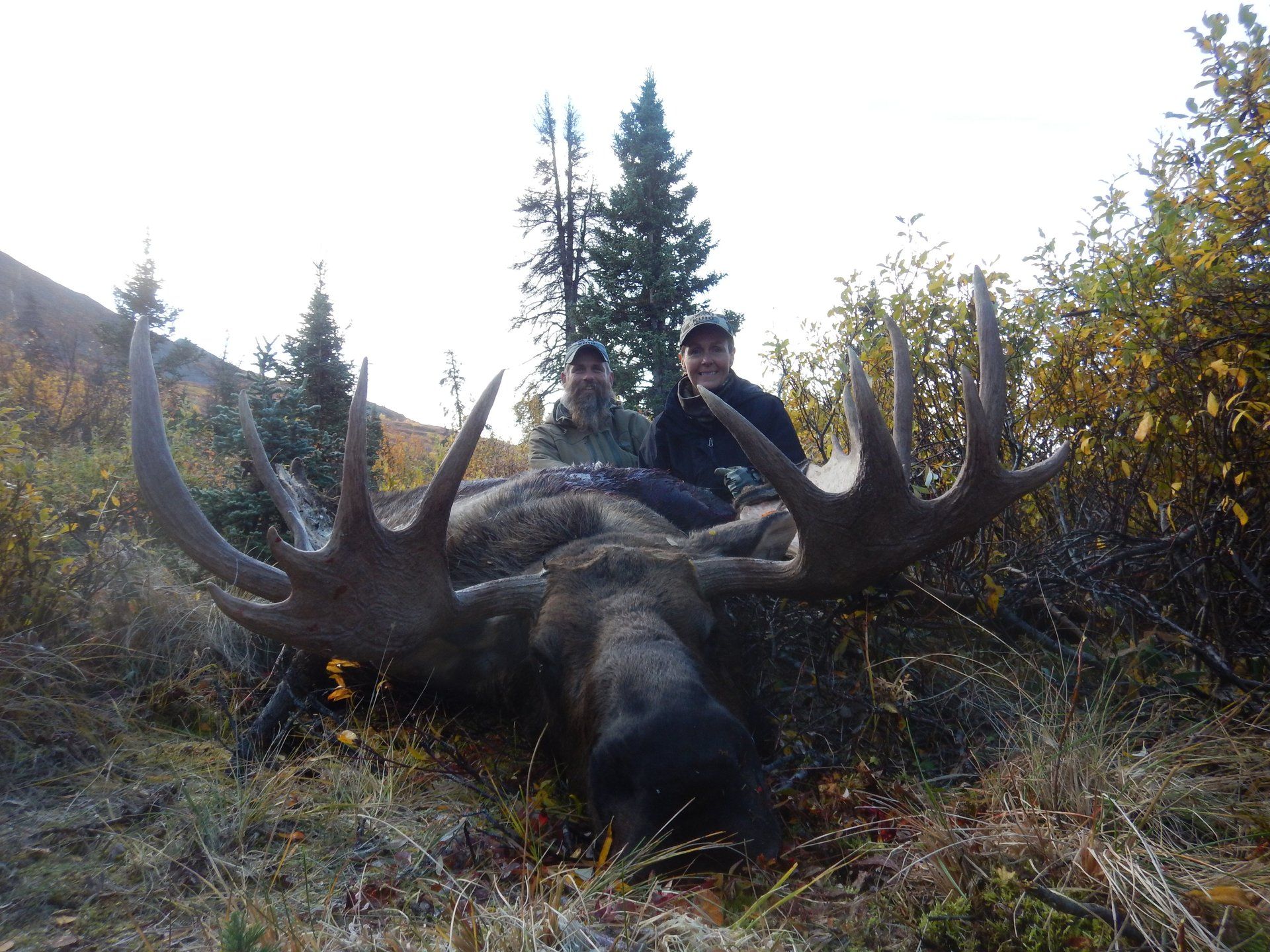 Alaska moose hunting, Alaska moose hunting outfitter, Alaska Moose hunting guide
