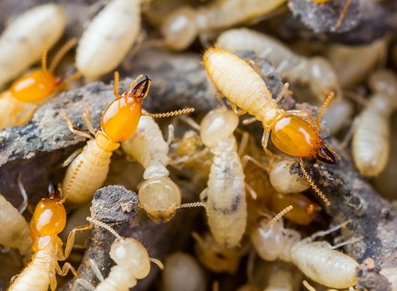 Termites — Bay City, TX — Klepac Pest & Termite