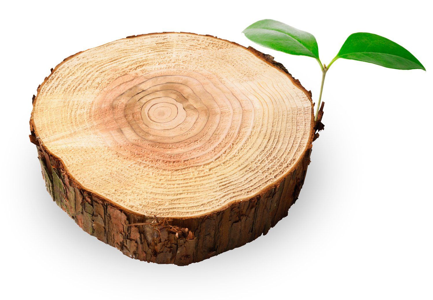 Stump of Tree – Holland, OH – City Tree Service
