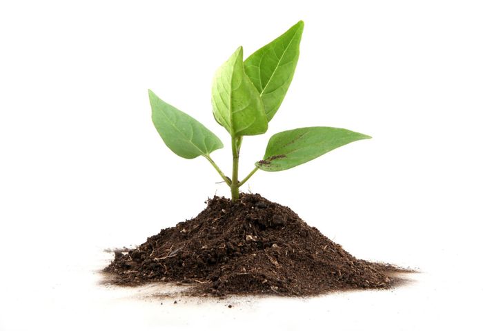 Plant Growing From Soil – Holland, OH – City Tree Service