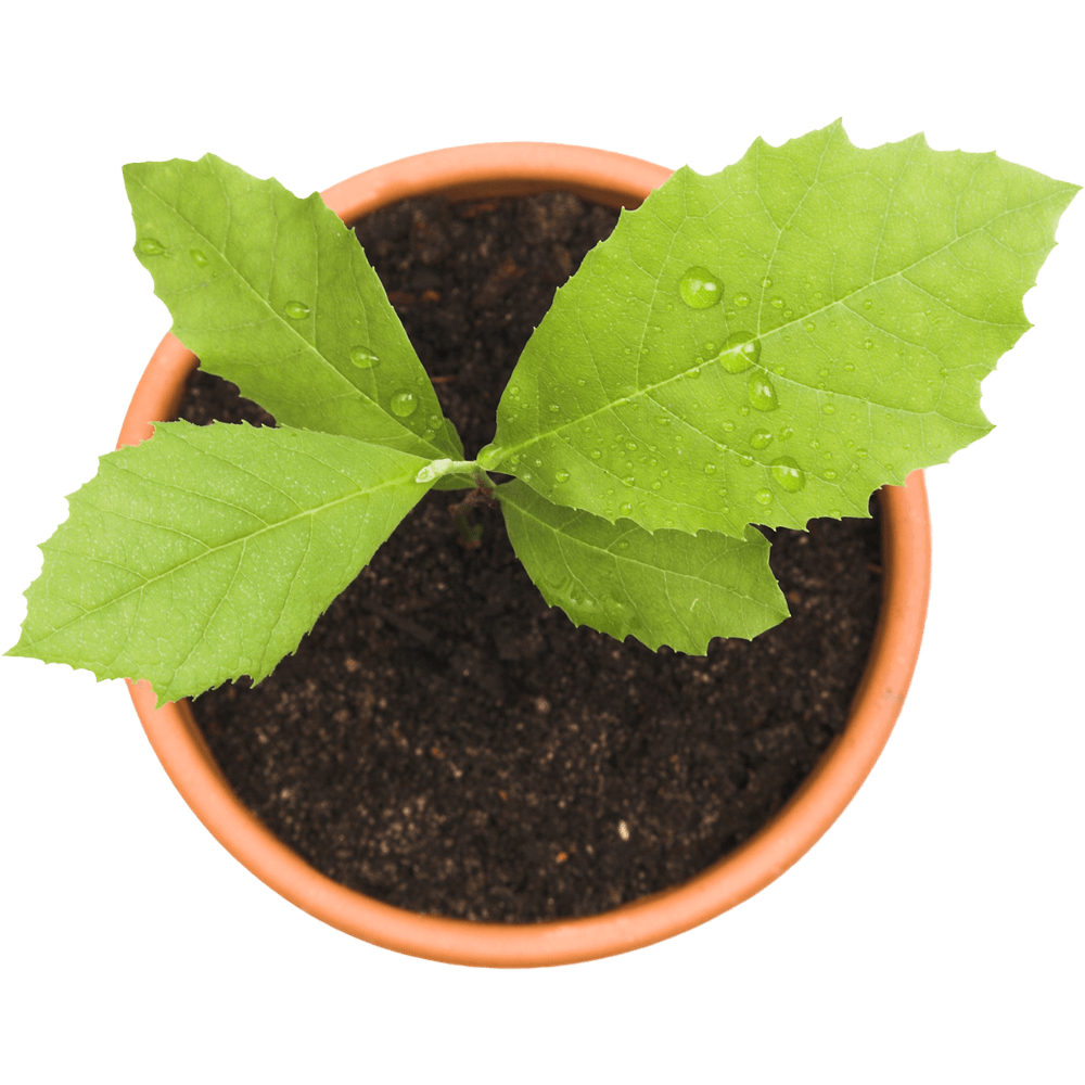 Plant on Pot – Holland, OH – City Tree Service