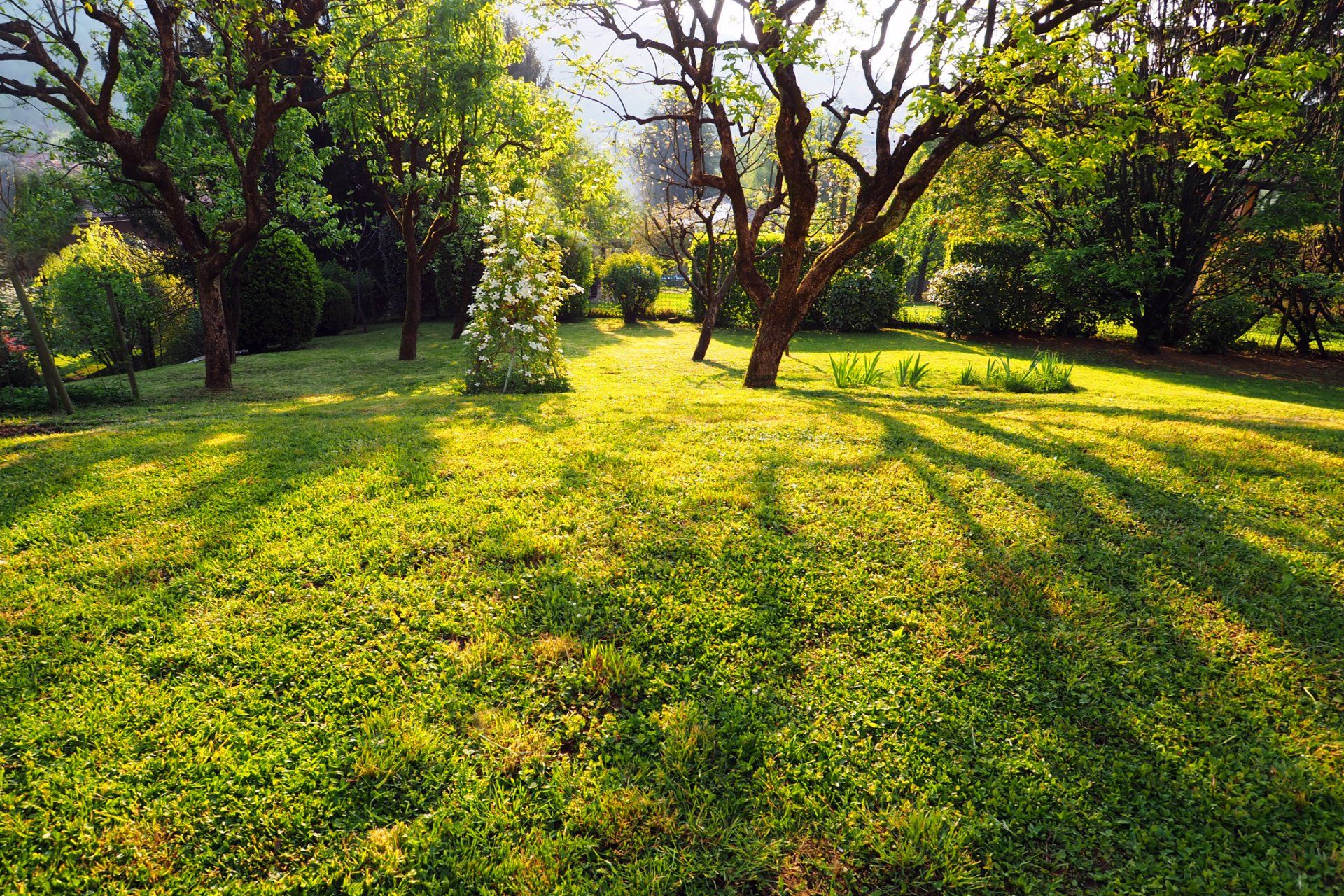 Local Tree Care Holland, OH City Tree Service
