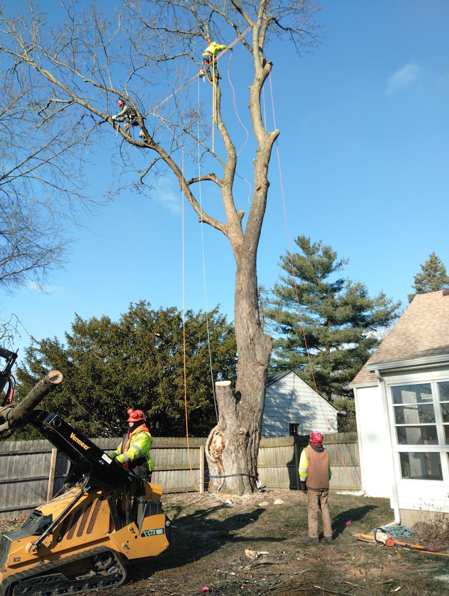 Family Home Backyard – Holland, OH – City Tree Service