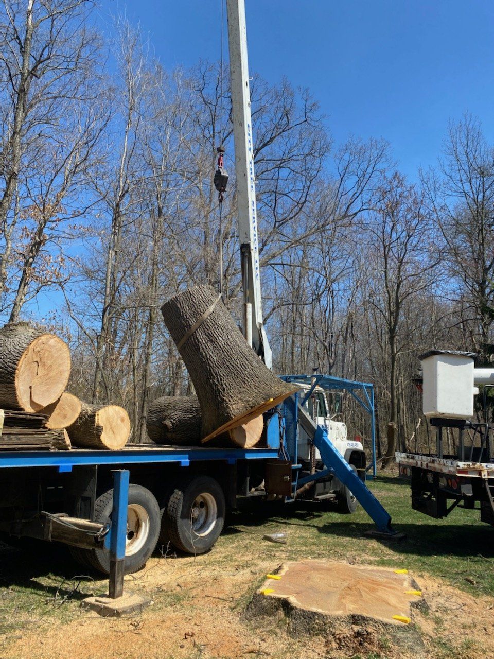 Backyard of Single Family Home – Holland, OH – City Tree Service