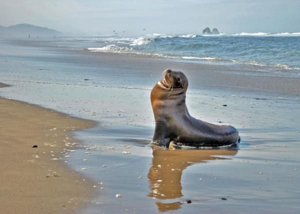 Tide Table for Rockaway Beach, Oregon: Your Comprehensive Guide