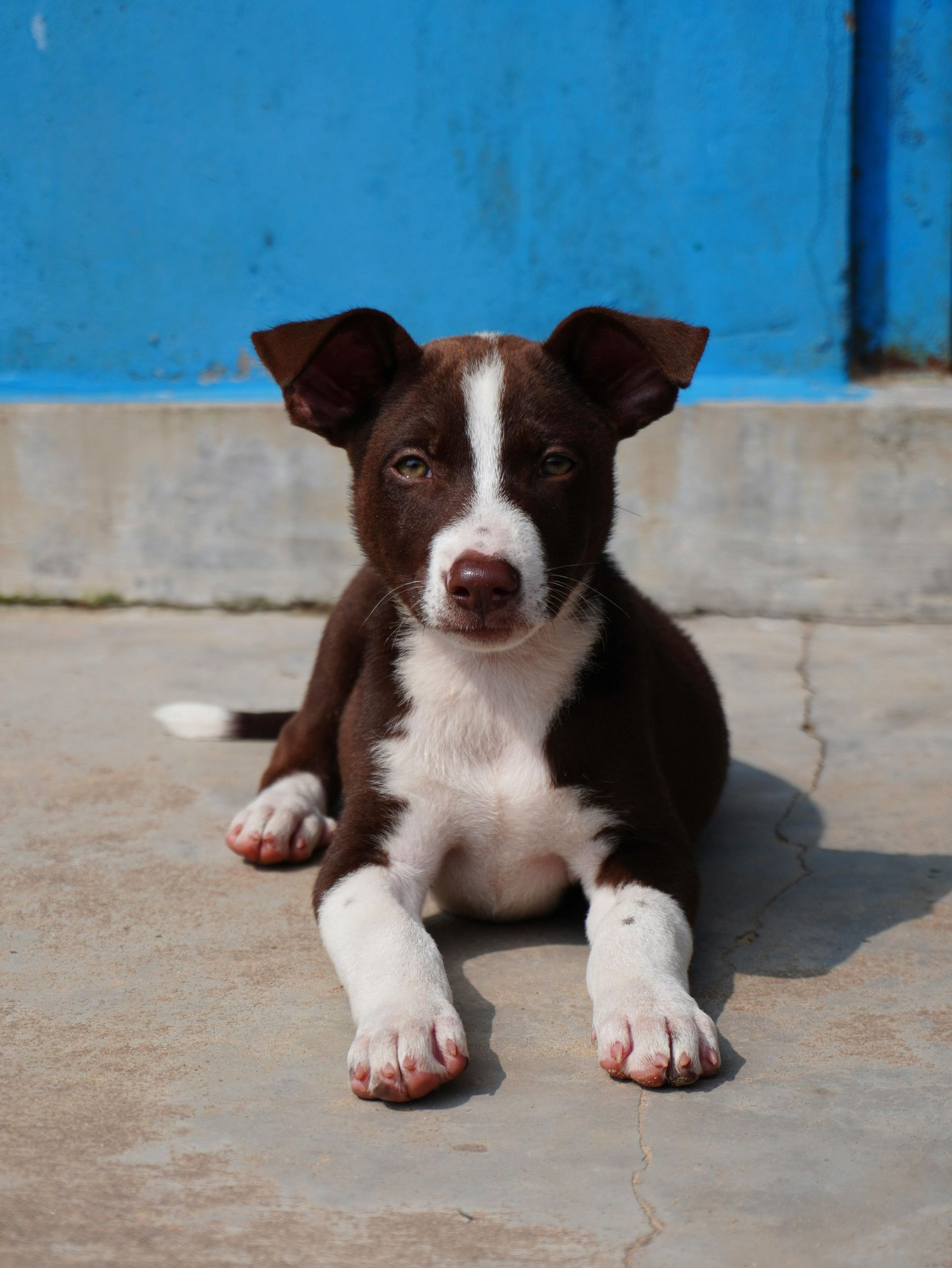 Brown and white puppy lying on concrete in front of a blue wall