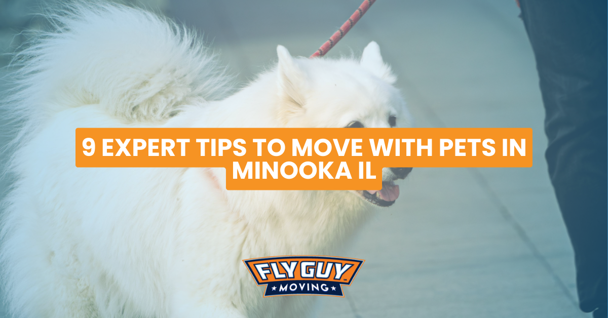 expert tips to move pets in minooka il