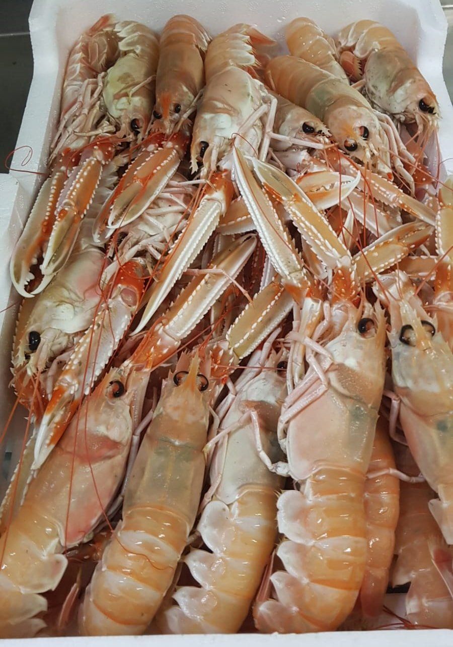 Scampi freschi in un vassoio bianco, con i gusci arancioni e bianchi.