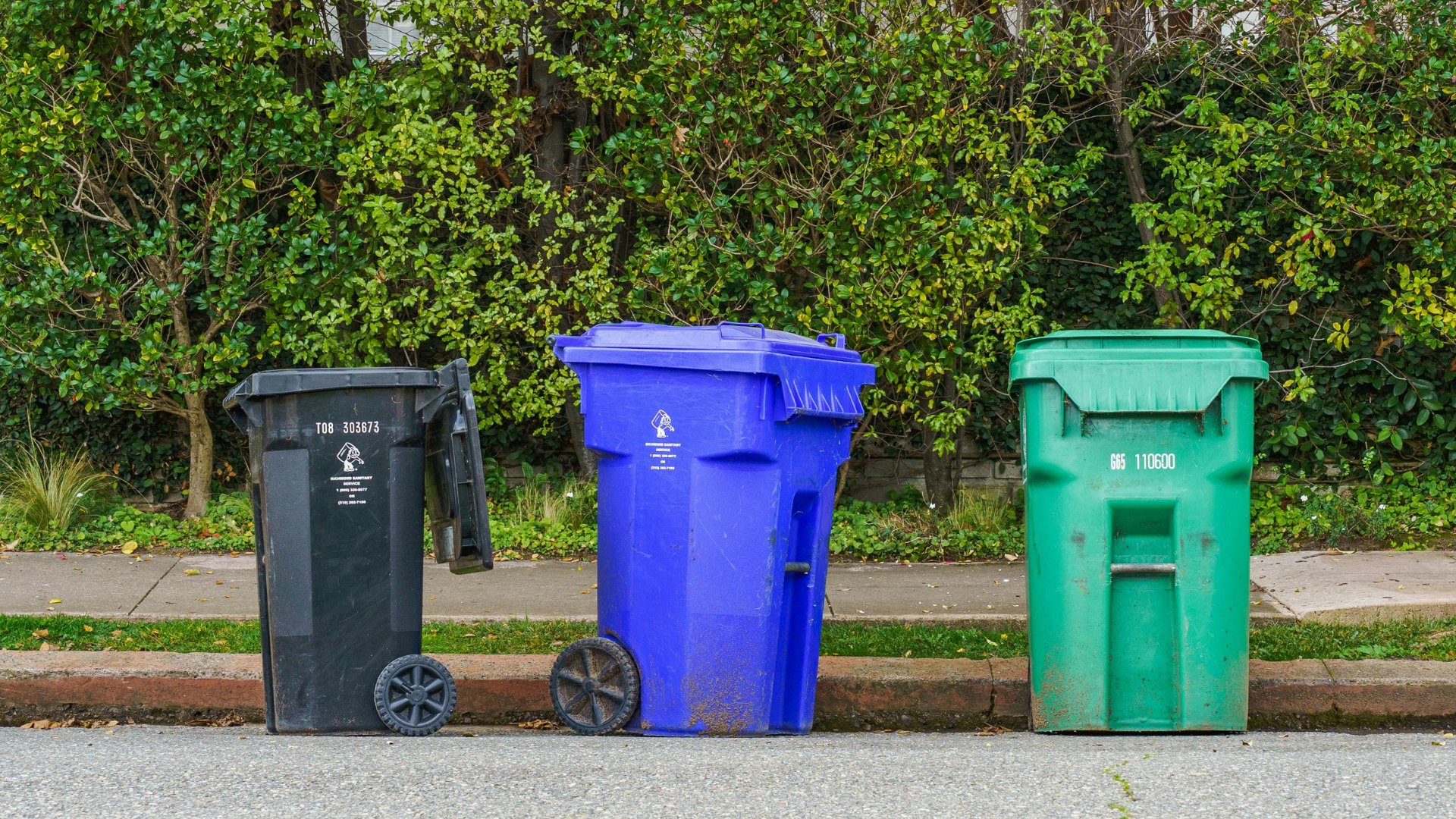 A row of three plastic waste bins—black, blue, and green—sitting on the side of a street in front of green hedges.
