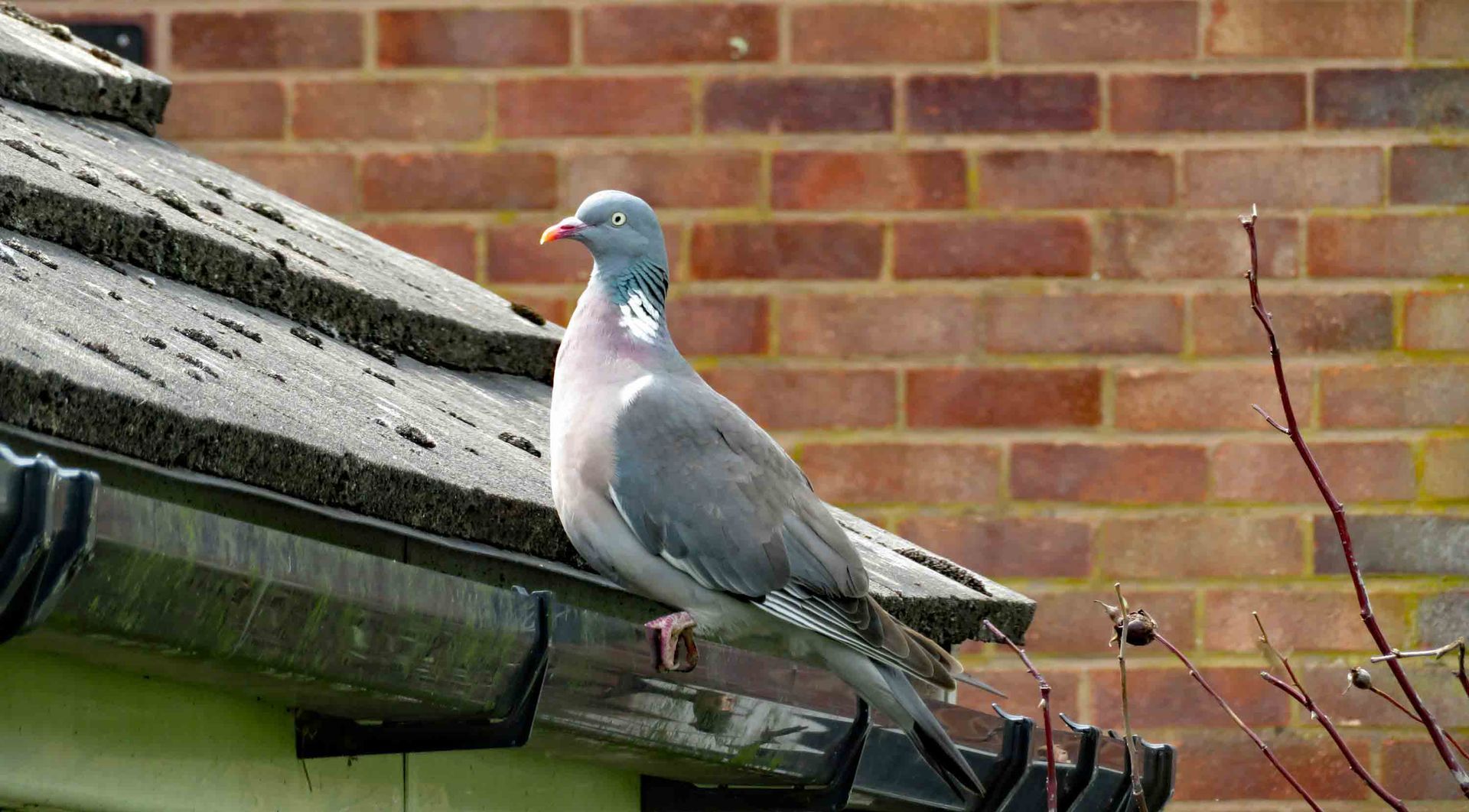 A pigeon is perched on the roof of a building.