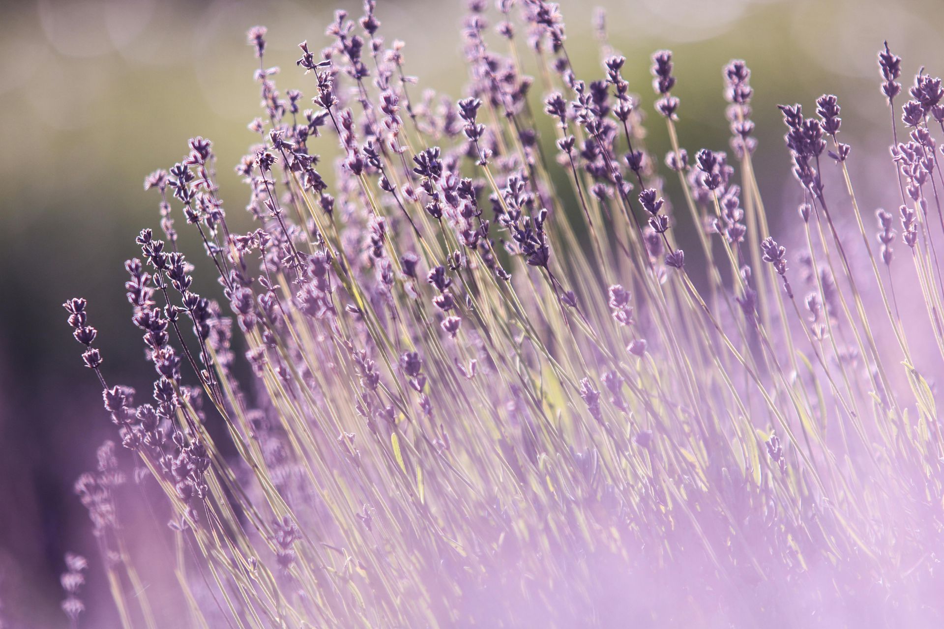 Lavender field, soft focus, purple blooms, green stems, sunlit, blurred background.