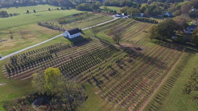 An aerial view of a vineyard with a white house in the middle