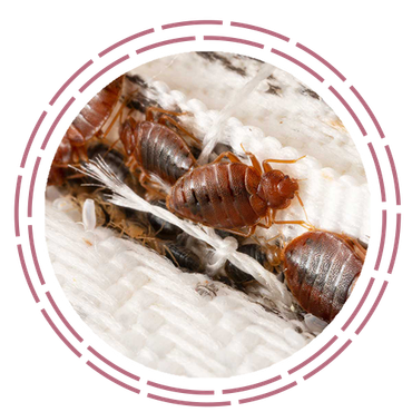 Bed Bugs | Batesville, AR | Eagle Pest  Management LLC