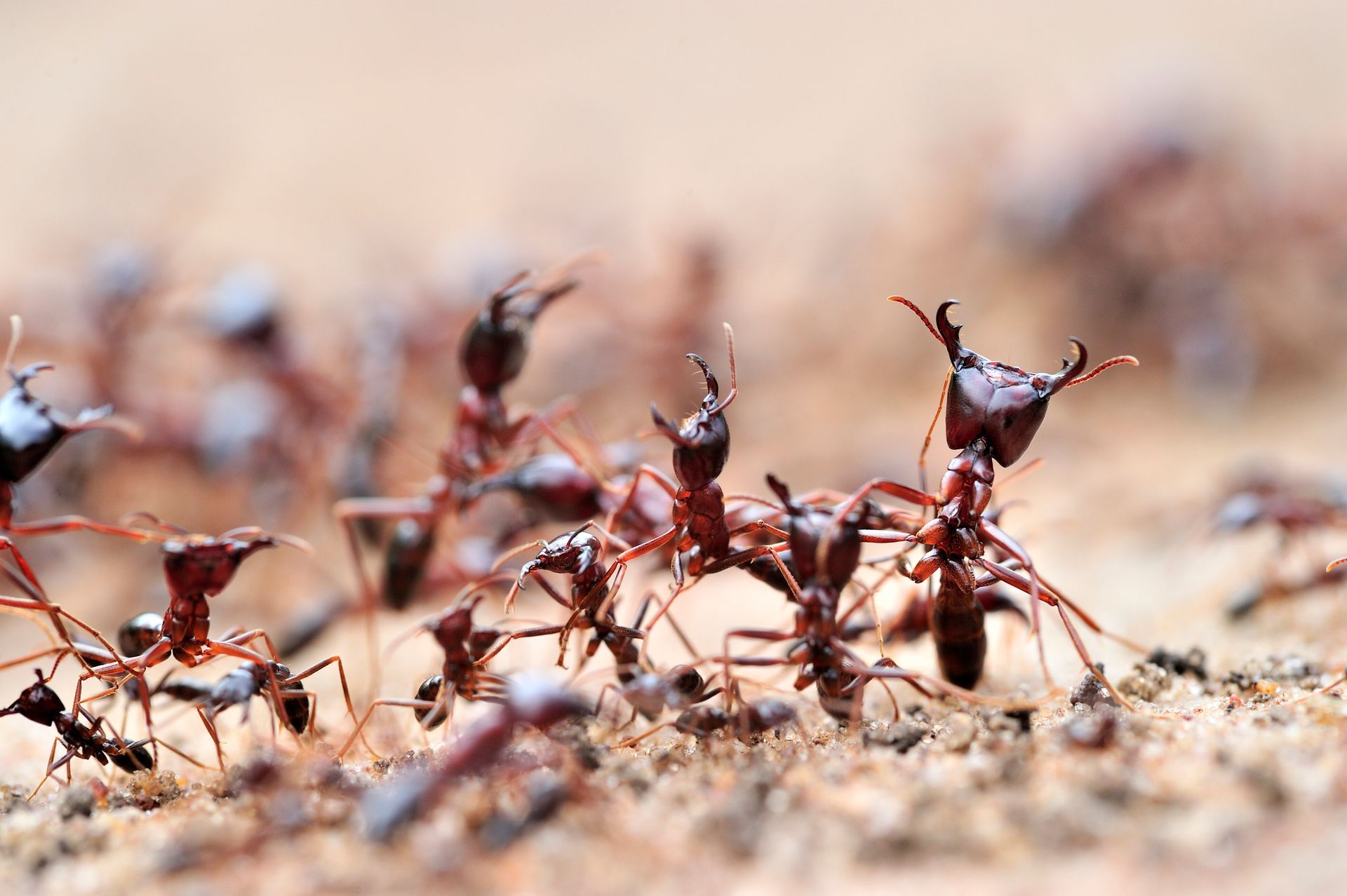 Wasps | Batesville, AR | Eagle Pest  Management LLC