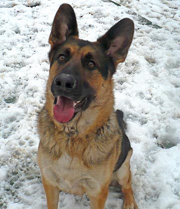 Eagle Ridge Kennel 9
