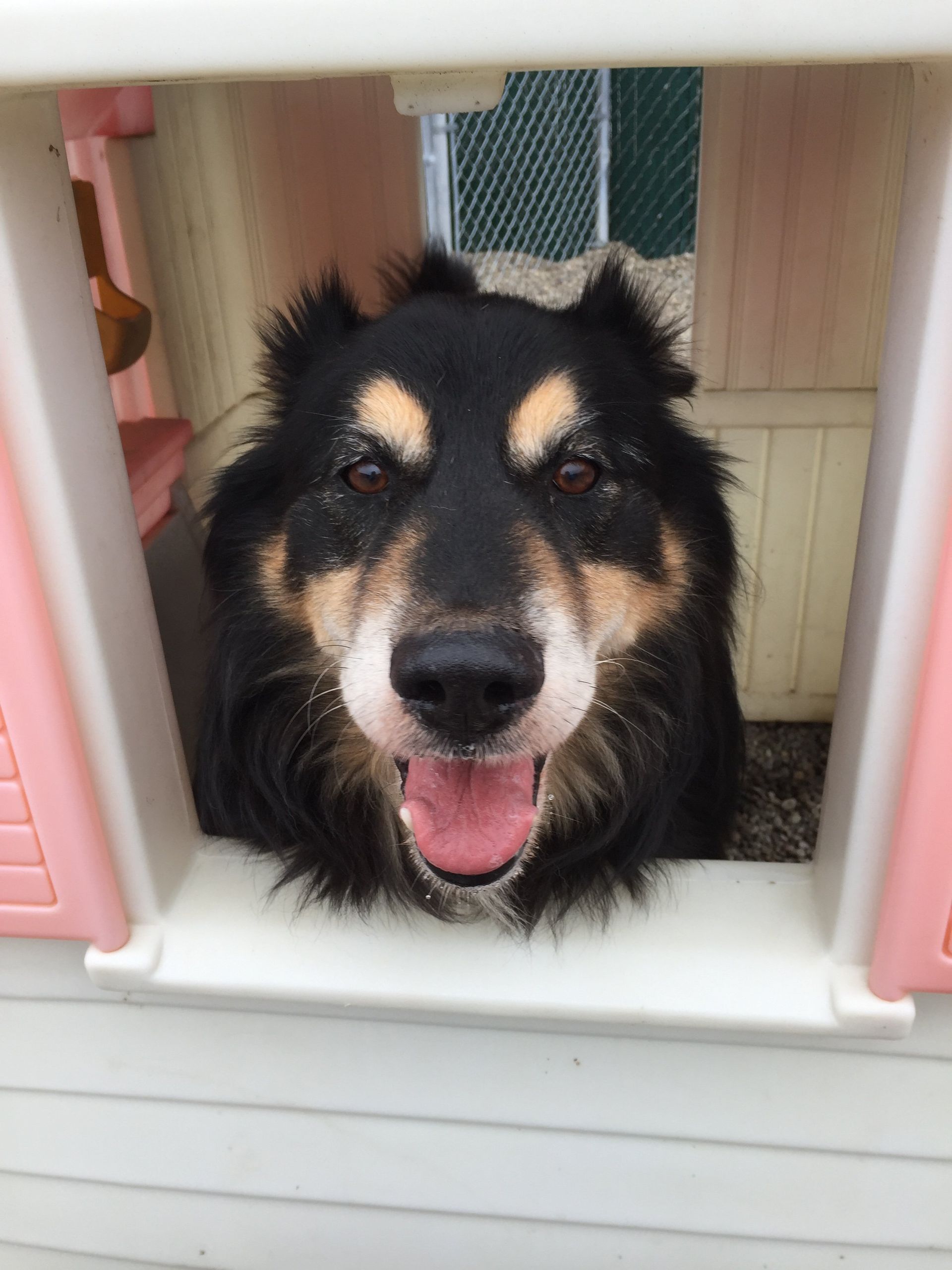 Eagle Ridge Kennel 18