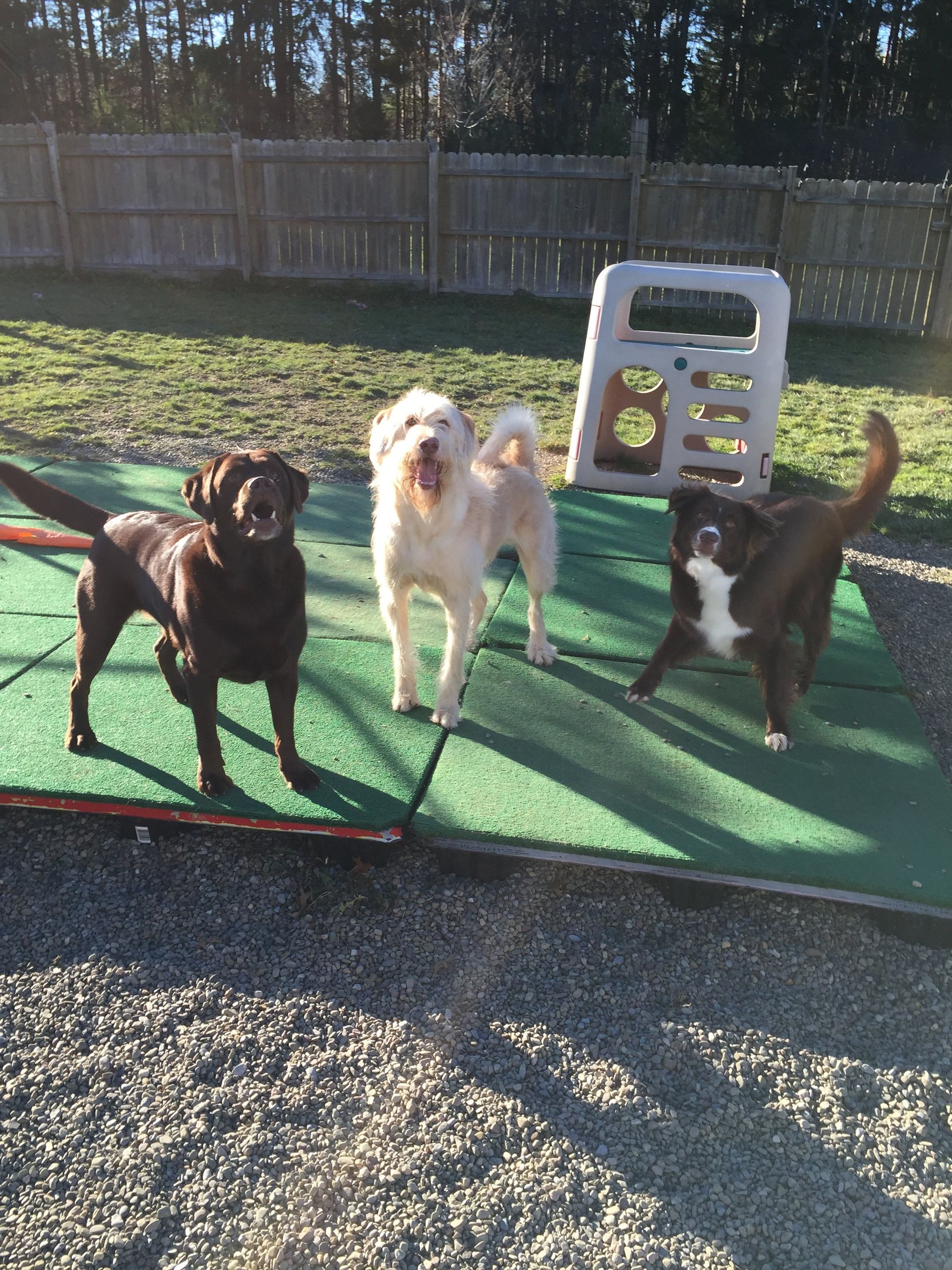 Eagle Ridge Kennel 17