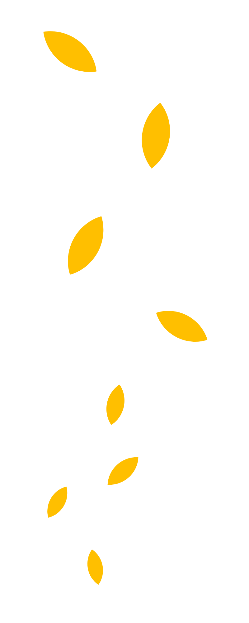 A bunch of yellow leaves are falling down on a white background.