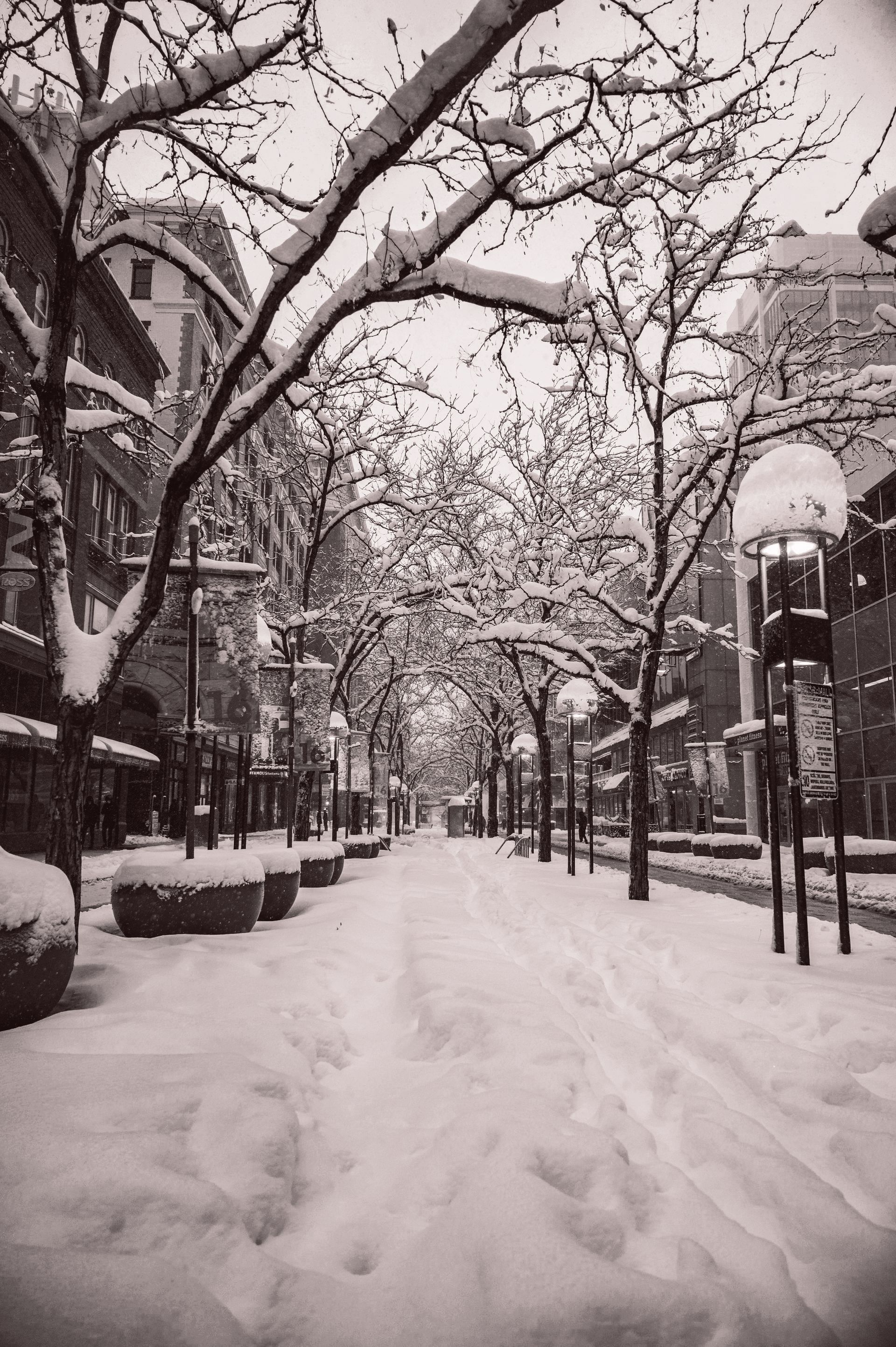 A black and white photo of a snowy street with trees covered in snow