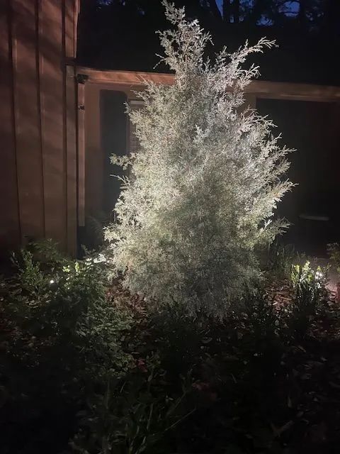 A conifer tree, illuminated by spotlights, stands in a garden at night.