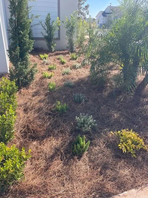 Front yard with pine straw mulch, various shrubs, and small trees.