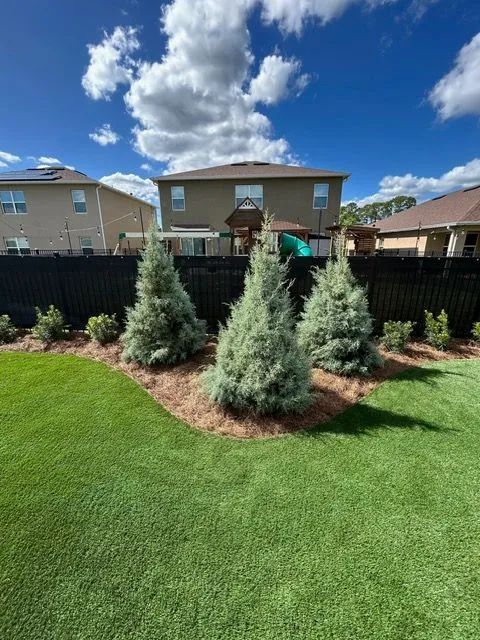 Backyard landscaping: three blue spruces in a bed of mulch, bordered by green grass and a black fence.