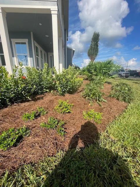 Landscaped bed in front of a blue house with various green plants and pine straw mulch under a blue sky.