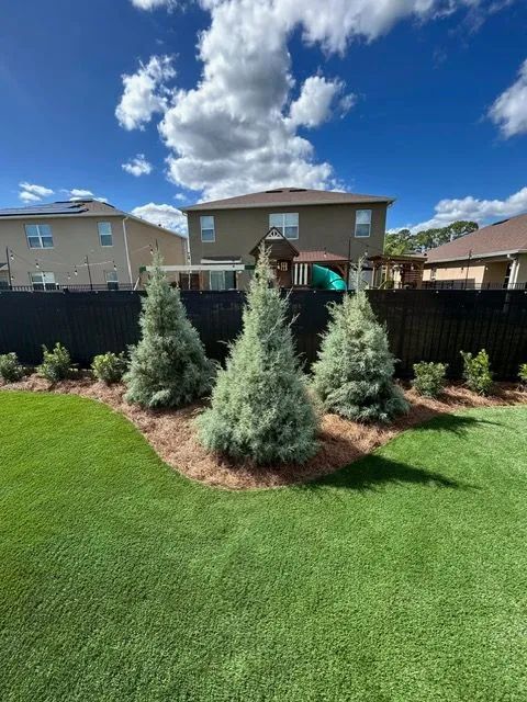 Backyard landscaping with evergreen trees, mulch, green lawn, black fence, and sunny blue sky with clouds.