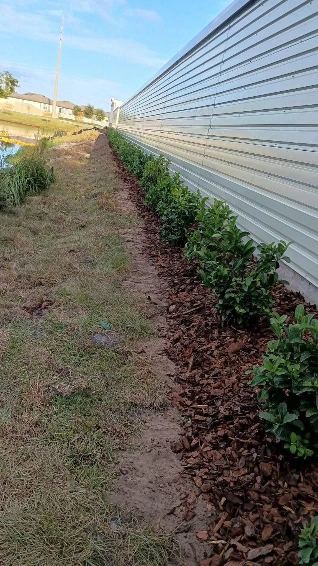 Row of green shrubs with brown mulch alongside a corrugated metal wall.