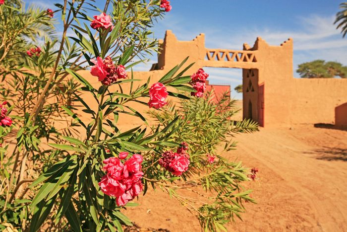 An exquisite Moroccan tile design, displaying the country's artistic flair.