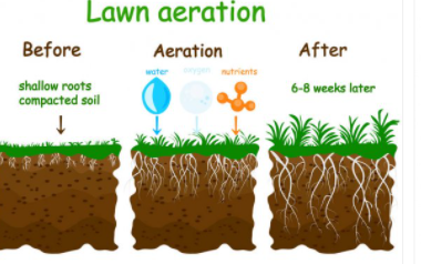 Diagram of lawn aeration before and after, Cheyenne
